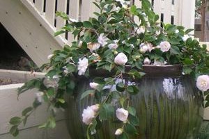 Amore' Boutique Bed and Breakfast Image