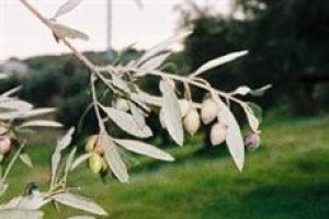 Athinaikon Hotel Heraklion Image