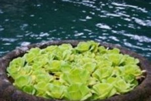 Celebes Garden Hotel Image