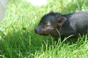 Comme A La Ferme Bed And Breakfast Durbuy Image