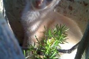 Despina Studios and Apartments Image