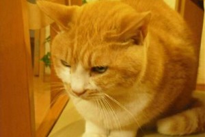 Guest House Mintaro Hut Image