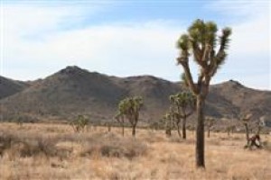 Holiday Inn Express Hotel & Suites Twentynine Palms voted 3rd best hotel in Twentynine Palms