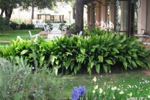Hotel Alcione Image
