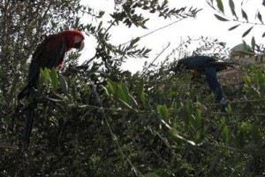 Hotel Moshir Garden Yazd Image