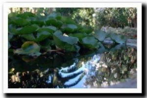 Il Mio Giardino Image