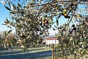 La Collina Delle Streghe Farmhouse Monte Roberto voted  best hotel in Monte Roberto