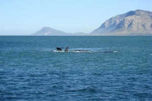 La Fontaine Guest House Hermanus Image