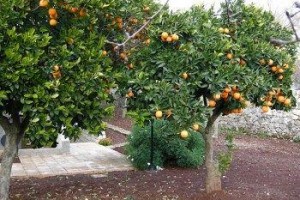 La piccola locanda Image