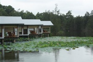 Leaves & Fishes Image