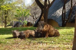 Lokuthula Lodges Image