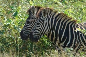 Lukimbi Safari Lodge Image