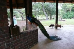 Masorini Bush Lodge Image