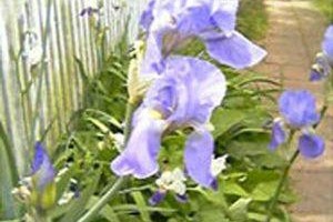 Moffett House Inn - Adults Only Image