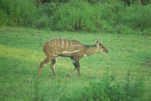 Mole Hotel voted  best hotel in Mole National Park