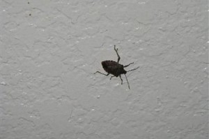 Motel 6 Greenville Image