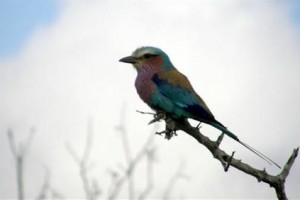 nDzuti Safari Camp Image