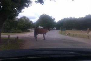 Roundhill Caravan Park & Campsite Image