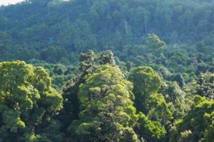 Tarkine Wilderness Lodge Image