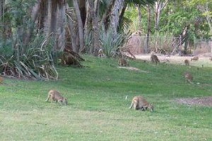 Territory Manor Mataranka Hotel Image