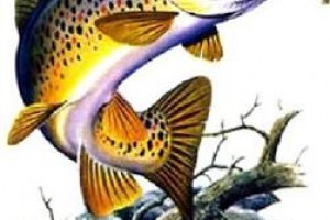 The Brown Trout Hotel Watten voted  best hotel in Watten