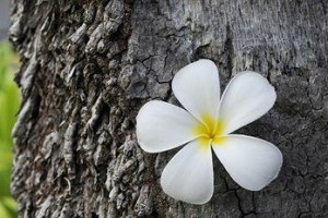 The Frangipani Langkawi Resort & Spa Image