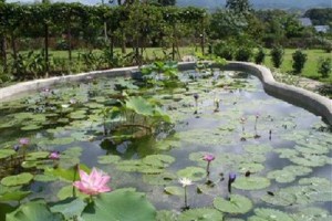 Upcountry Bungalows Image