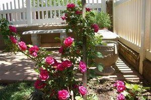 Violet Rose Bed & Breakfast Image