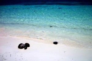 Vitamin Sea Resort Image