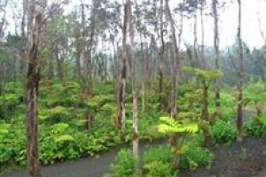 Volcano Forest Inn Image