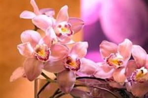 Westin Lombard Yorktown Center voted  best hotel in Lombard