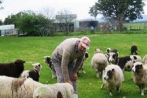 Whakatane Homestay Leaburn Farm Image